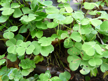 Petite plante vivace d'une dizaine de centimètres dépourvue de tige. Agrandir dans une nouvelle fenêtre (ou onglet)